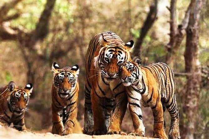 Private 6-Day Ranthambhore Tiger Tour Including Delhi, Agra and Jaipur - Tour Overview