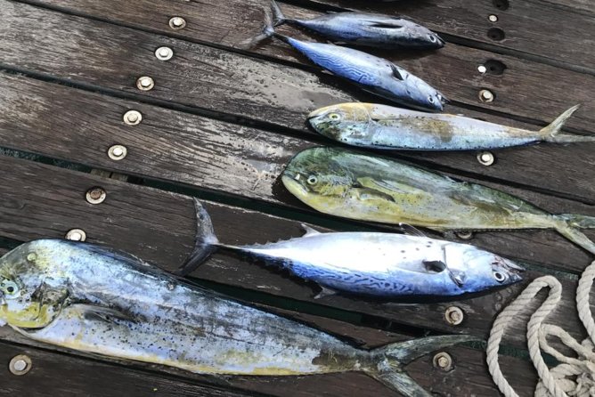 Private Afternoon Fishing Charter in Aruba - Fishing Experience