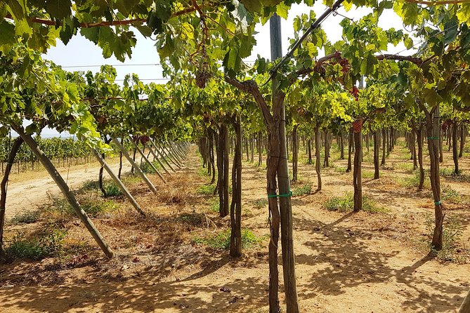 Private Algarve Wines Route - Location and Reviews