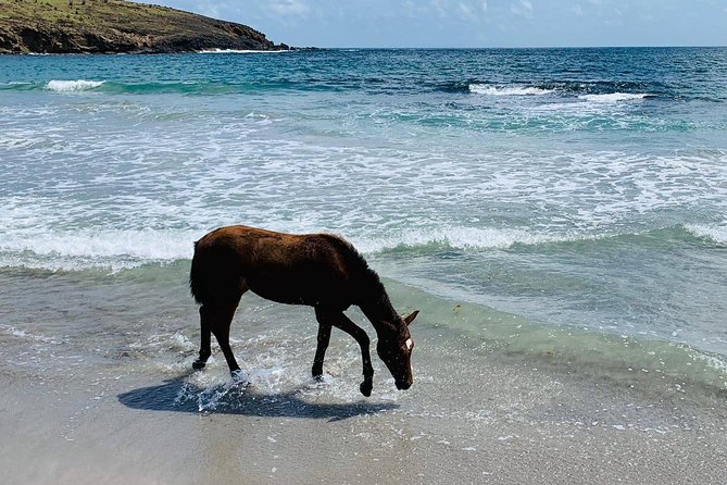 Private Beach Horseback Ride With Sandy Hoofs St. Lucia - Tour Details and Inclusions