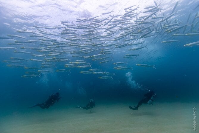 Private Beginner Scuba Diving Experience in Cabo San Lucas - Overview of the Experience