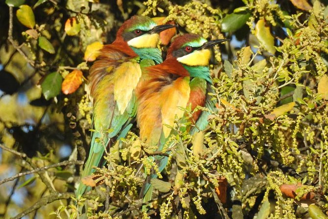 Private Birding & Photography Day Trip to Doñana - Tour Details
