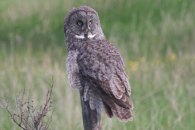 Private Birdwatching Activity in Penticton - Overview of the Activity