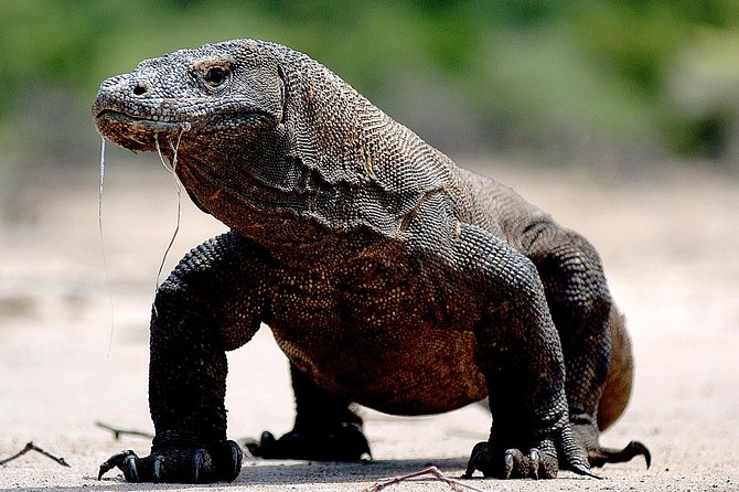 Private Boat Trip Komodo 2 or More Person for 3 Days 2 Nights, Kelor, Rinca...
