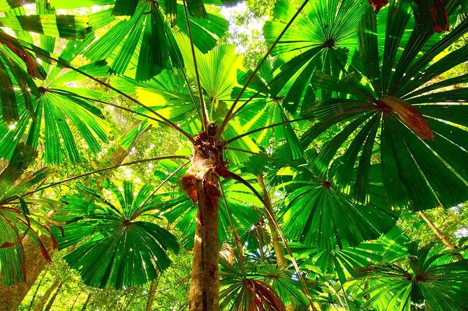 Private Cape Tribulation & Mossman Gorge Day Tour - Tour Overview
