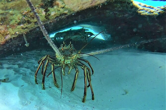 Private Charter 28ft Grady White. Stingrays, Snorkeling, Starfish - Meeting Information