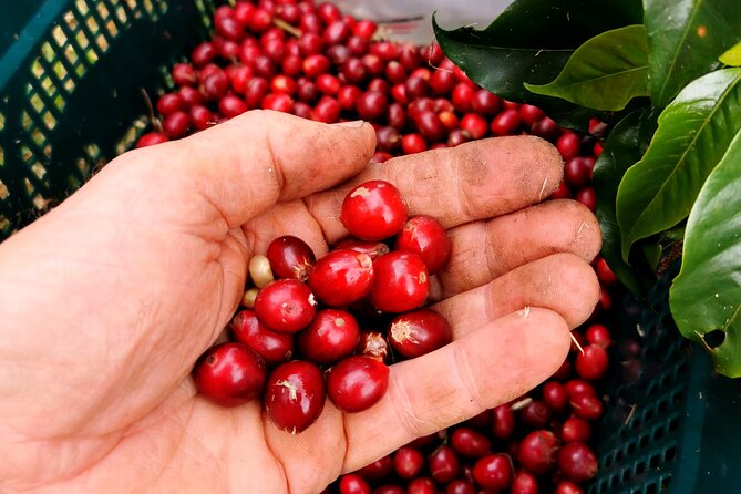 Private Coffee Farm Tour in Doubtless Bay - Tour Overview