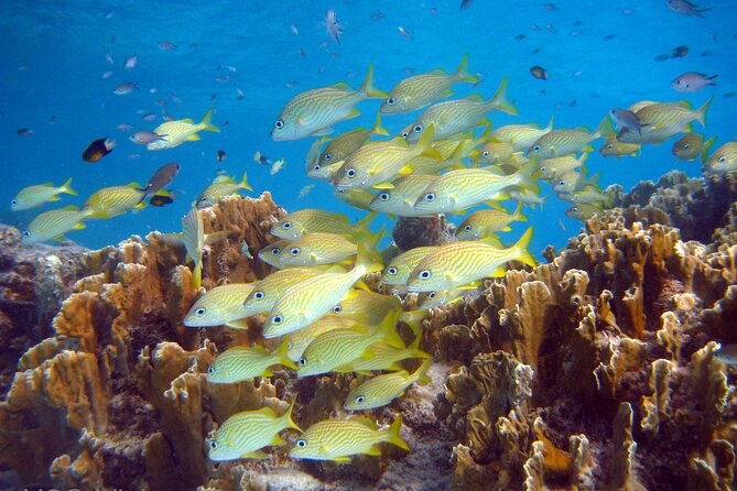 Private Customized South Island Tour and Snorkel Combo