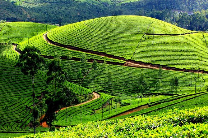 Private Day Trip to Munnar From Kochi (Cochin) - Tour Overview