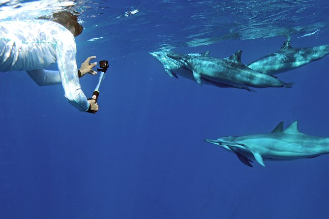 Private Dolphin Swim With Slide for up to 15 Passengers