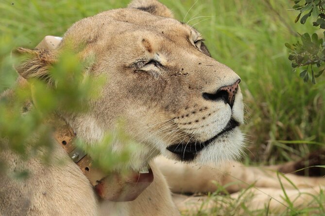 Private Full-Day Addo Elephant National Park Safari
