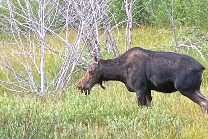 Private Full-Day Grand Teton National Park Tour With Picnic Lunch