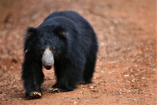 Private Full Day Leopard Safari With Picnic Lunch at Yala National Park