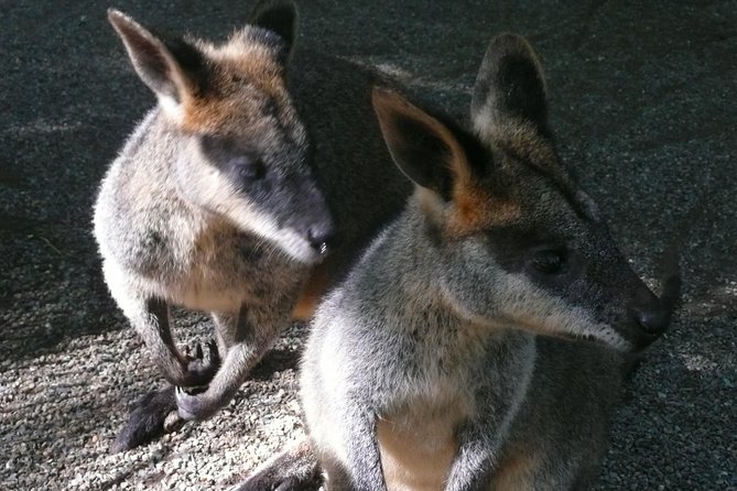 Private Guided Tour From Sydney to Blue Mountains National Park