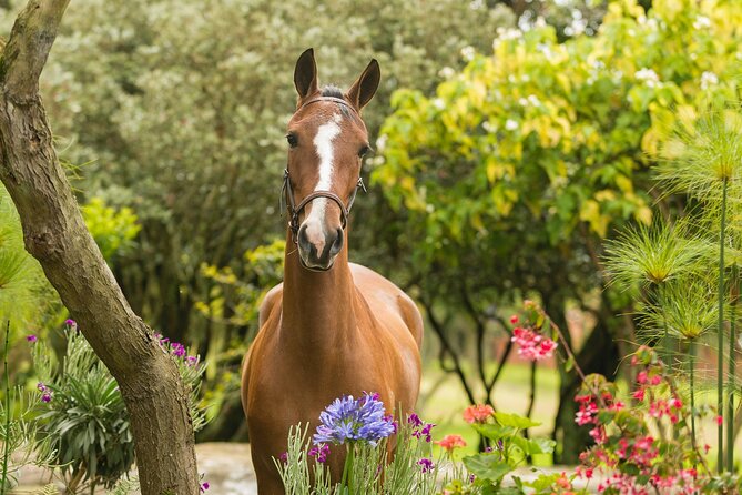 Private Guided Tour of Colombia's Paso Fino Horse - Meeting and Pickup