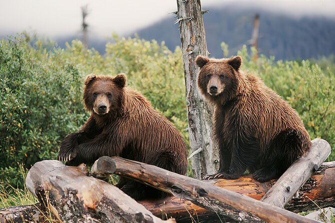 Private Half-Day Nature Tour From Anchorage - Tour Overview