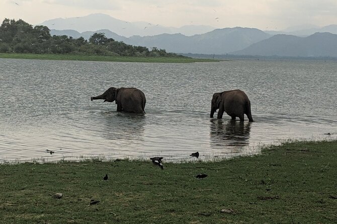 Private Half Day Safari in Udawalawe National Park - Highlights of Udawalawe National Park