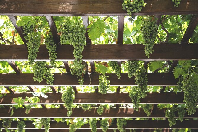Private Half Day Txakoli Wine Tour & Getaria Fishing Village