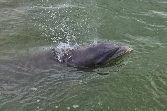 Private Hilton Head Dolphin Tour