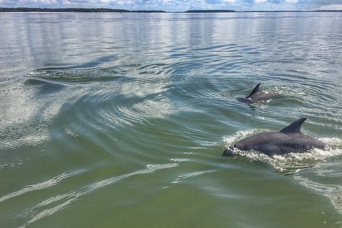 Private Hilton Head Dolphin Watching Tour With Waterfront Dining Stops