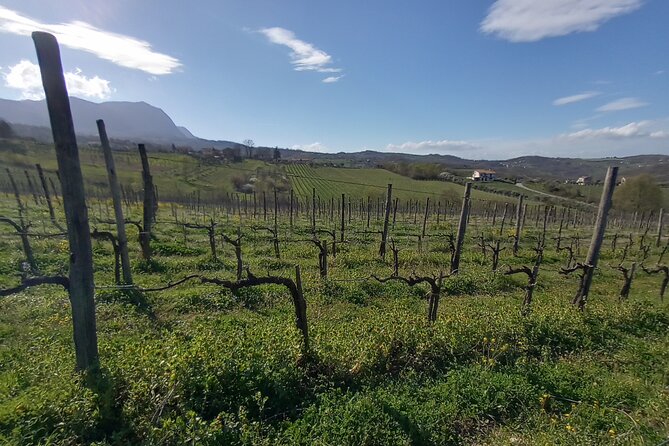 Private Irpinia Wine Tour From Positano, AMALFI or RAVELLO - Inclusions and Transportation