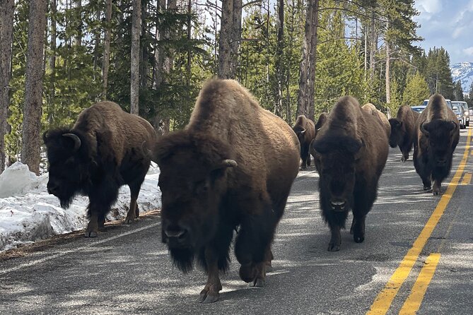 Private Jeep Tour of Yellowstone's Winter Wonderland - Exploring Yellowstones Winter Magic