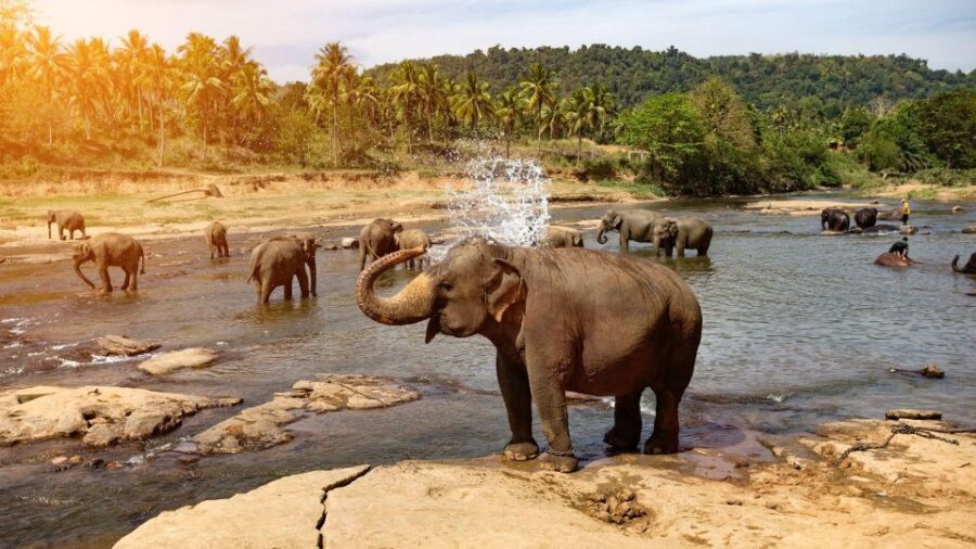 Private Kandy Pinnawala Day Tour From Hikkaduwa