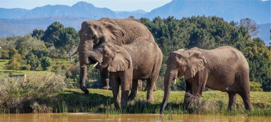 Private Knysna Tour - Full Day