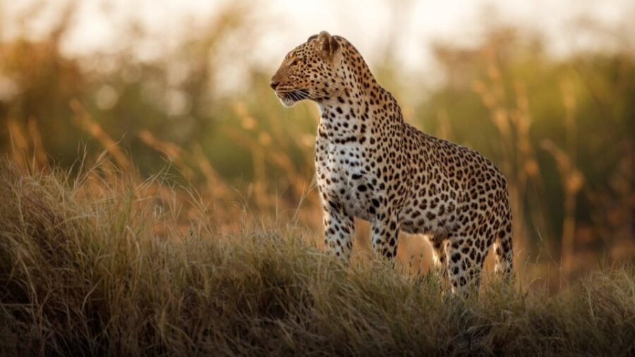 Private Kruger Full Day Safari From Hazyview