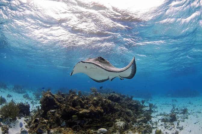 Private, Luxury, Custom Charters to Stingray City, Snorkeling & More - Overview of Private Charters