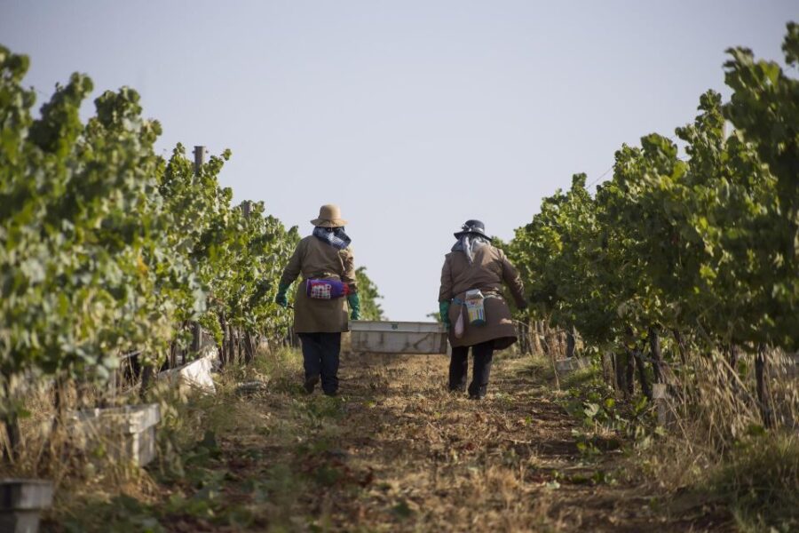 Private Luxury Wine & Food Tour in Alentejo - Tour Overview and Pricing