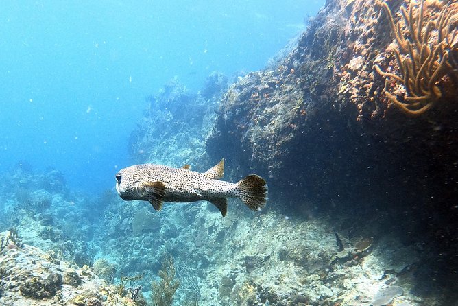 Private Morning Half-Day Snorkeling Trip