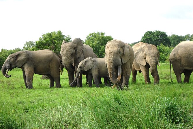 Private Multi-Day Ghana Tour About Culture History and Wildlife – 7 Days
