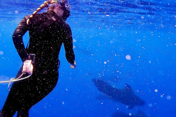 Private Oahu 3+Hr Guided Swim With Whale, Dolphin, Turtle Trek
