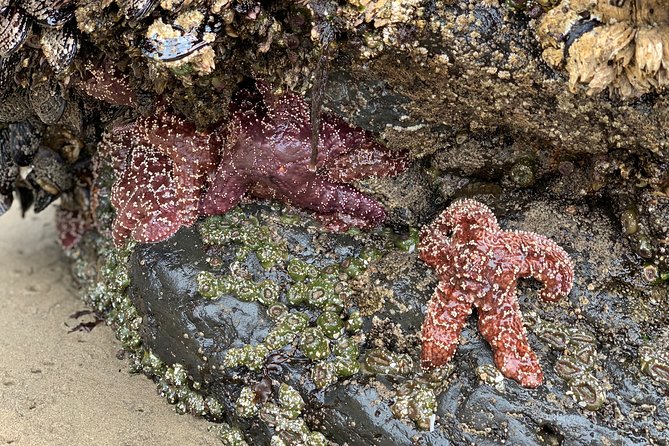 Private Oregon Coastal Tour to Cannon Beach and Haystack Rock