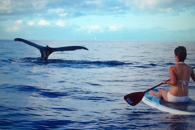 Private Paddleboard (Sup) Whale Watch! (All Skill Levels Welcome)