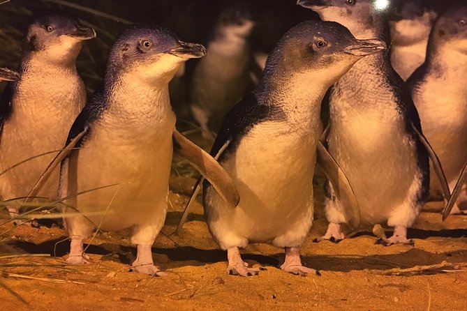 Private Penguin Tour Includes Tour Guide & Premium View Tickets - Tour Overview