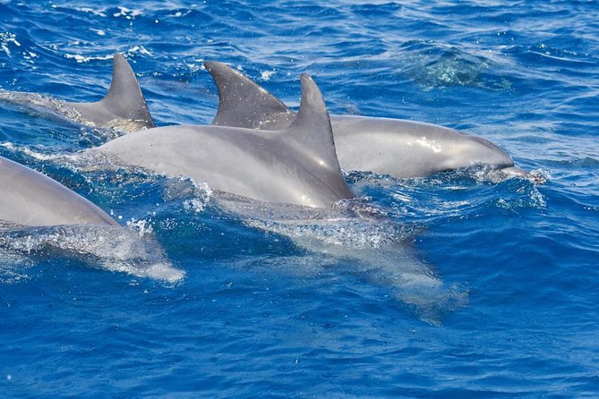 Private Port Stephens Day Trip From Sydney Incl Dolphin Cruise - Transportation and Pickup