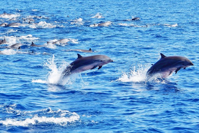 Private Premium Whale and Dolphin Safari St Lucia - Meeting and Transportation Details