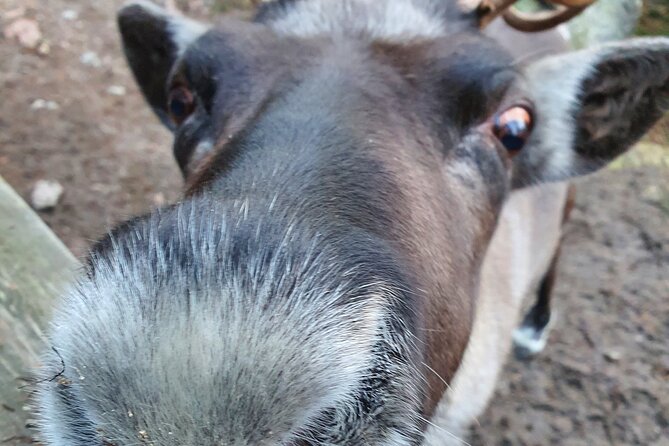 PRIVATE Reindeer Park Adventure by VIP Car - Tour Overview and Highlights