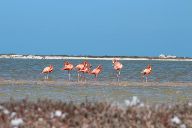 Private Rio Lagartos Flamingo and Pink Lakes - Tour Overview