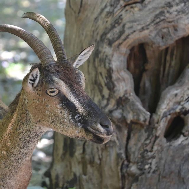 Private Roundtrip Transfer From Chania to Samaria Gorge Park