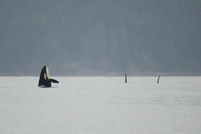 2 Best Sailing Experiences In Vancouver Island