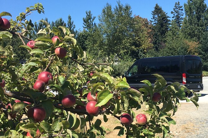 Private Small Group Local Wine and Cider Tasting, Central Saanich