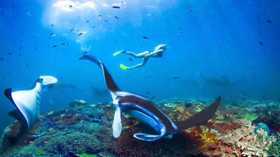 Private Snorkeling in Nusa Penida - Activity Overview