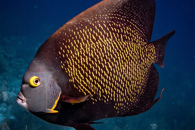 Private Snorkeling Tour Bonaire - Inclusions and Requirements