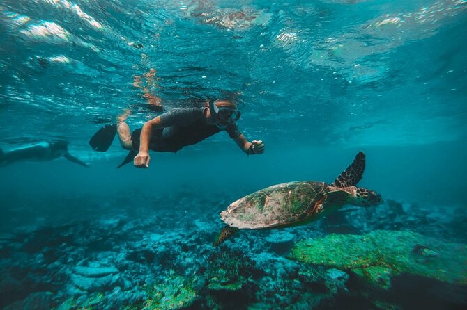 Private Snorkeling With Turtles in Fujairah With BBQ