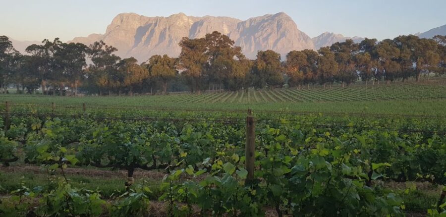 Private Stellenbosch and Franschhoek Wine Tour