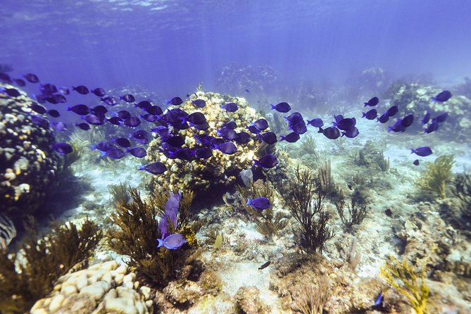 Private Stingray City Snorkeling and BioBay Charter for 6 Guests