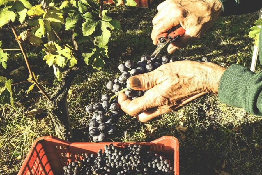 Private Tour: Barolo Wine Tasting in Langhe Area From Torino